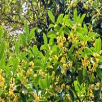 桂花香如故  杨渚芾